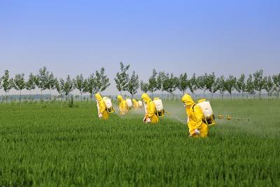 Toxic ecocides sprayed onto grain crop Toxic ecocides sprayed onto grain crop