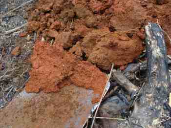 See how the subsoil sticks to the spade? Careful or you may get a clay-shovellers' fracture. See how the subsoil sticks to the spade? Careful or you may get a clay-shovellers' fracture.