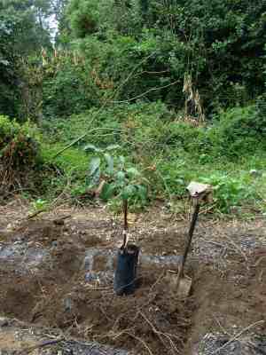 This guide to tree planting recommends a hole a metre deep filled with compost. This guide to tree planting recommends a hole a metre deep filled with compost.