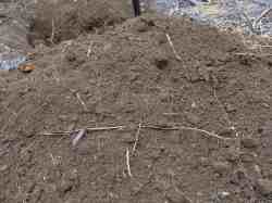 Tree planting help separates the top from the subsoil. Tree planting help separates the top from the subsoil.