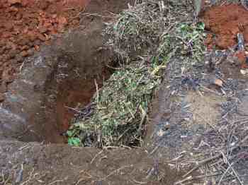 Plenty of rough compost before planting your tree. Plenty of rough compost before planting your tree.