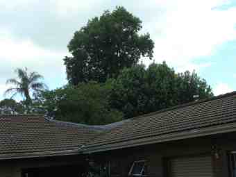 This tulip tree shades the solar panels but is far too special to remove for planting fruit trees. This tulip tree shades the solar panels but is far too special to remove for planting fruit trees.