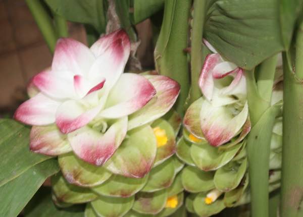 Turmeric flowers