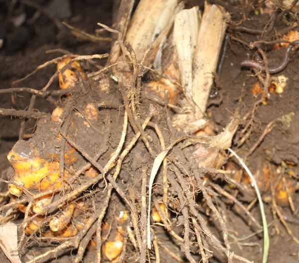 Turmeric rhizomes underground