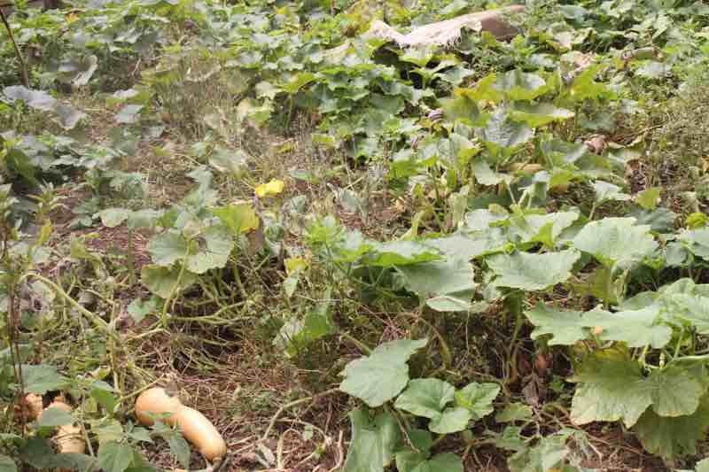 This untidy butternut patch produced an astonishing harvest.