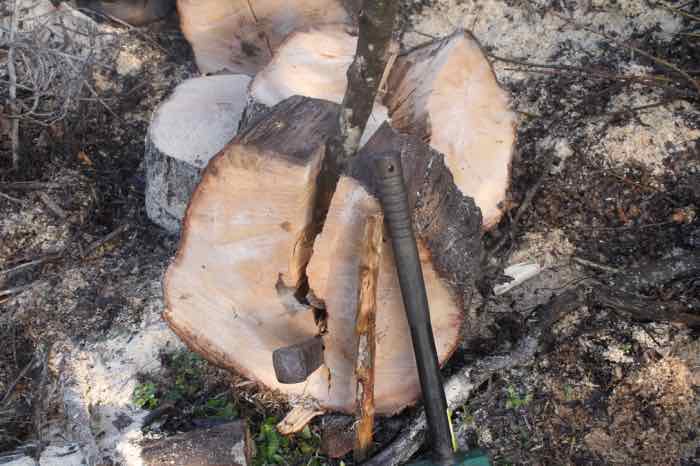 Using sharpened sticks as chisels when splitting logs Using sharpened sticks as chisels when splitting logs