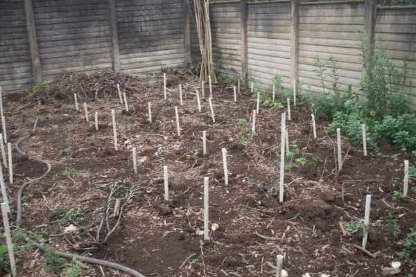 Waiting for the first potato haulms