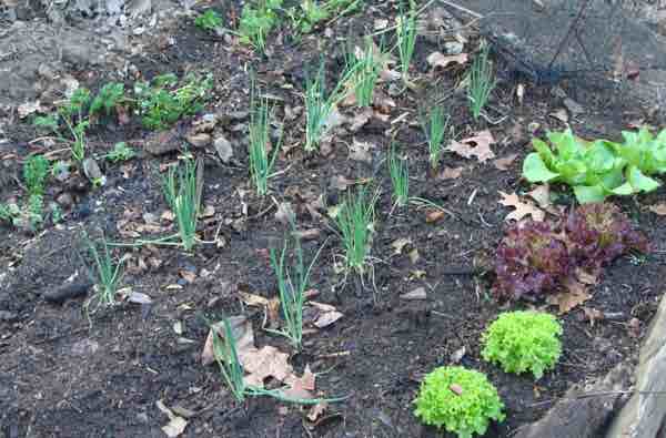 Water your seedlings regularly in hot summer gardens. Water your seedlings regularly in hot summer gardens.