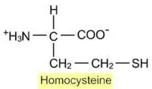 What is homocysteine? What is homocysteine?