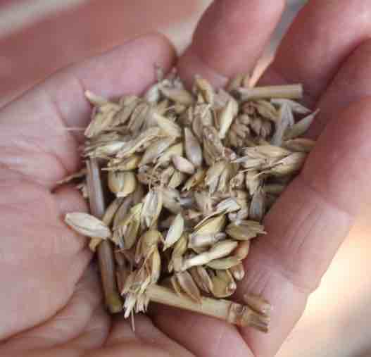 wheat hulls wheat hulls