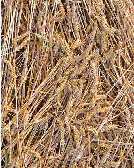 Wheat ready for harvesting. Wheat ready for harvesting.