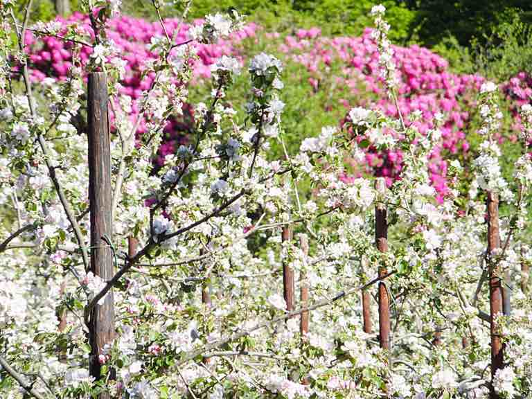 White apple blossom seen whilst forest bathing. White apple blossom seen whilst forest bathing.