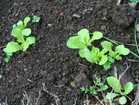 Lettuce seedlings in the winter garden.