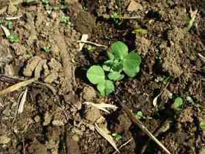 Pea seedling in the winter garden.