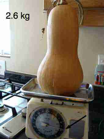 A ripe organic butternut like this is perfect for your soup. A ripe organic butternut like this is perfect for your soup.