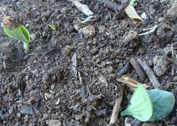 Winter squash seedlings Winter squash seedlings