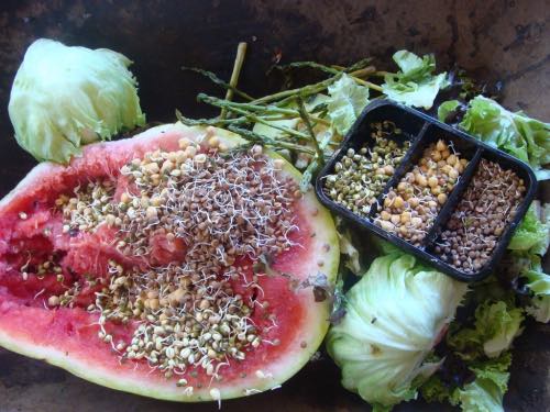 Worm farm food sprouts and watermelon.