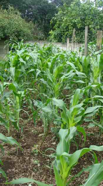 Worm wee experiment with corn at week 5. Worm wee experiment with corn at week 5.