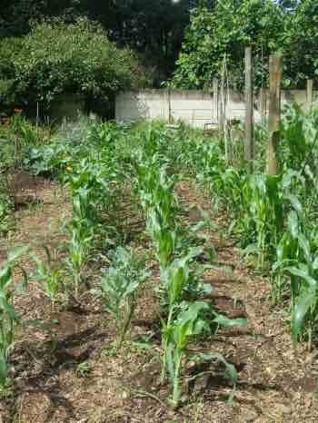 Worm wee experiments with corn two weeks later Worm wee experiments with corn two weeks later