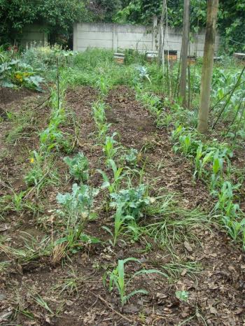 Week 1 of our rainbow worm farm experiments. Week 1 of our rainbow worm farm experiments.