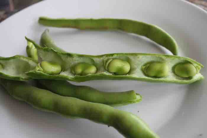 Young broad beans in pods Young broad beans in pods