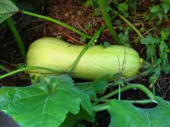 A young butternut squash. A young butternut squash.