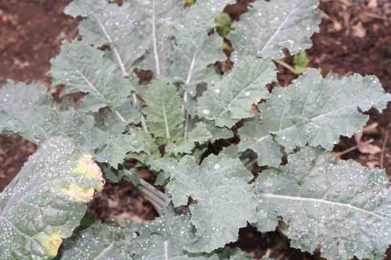 A young kale plant. A young kale plant.