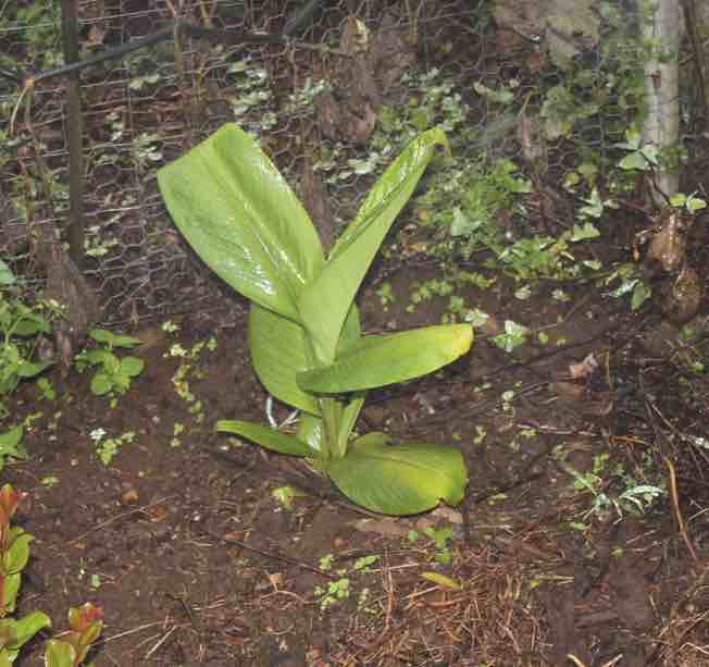 Young turmeric plant. Young turmeric plant.