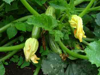 Zucchini plants fruit Zucchini plants fruit