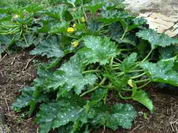 Half a dozen zucchini plants like this will supply all the beta-carotene you need. Half a dozen zucchini plants like this will supply all the beta-carotene you need.