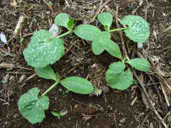 Growing zucchini is a piece of cake so you should have a few plants.