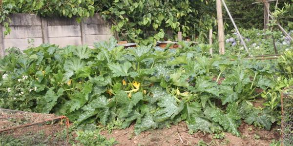 Zucchini squash on a raised compost hugelkultur bed Zucchini squash on a raised compost hugelkultur bed