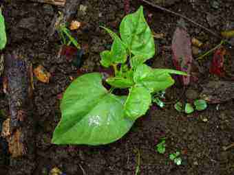 Pole bean seedling Pole bean seedling