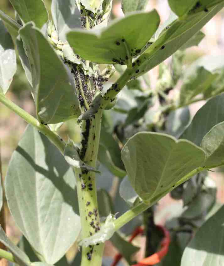Broad bean blackfly Broad bean blackfly