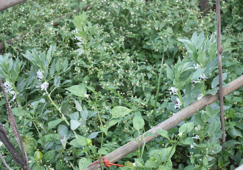 Broad beans need weeding; for us it is a part of mindful gardening and forest bathing.