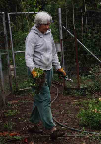 A busy gardening lady with secateurs in hand.