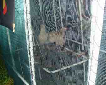 Chicken tractor design roosting chooks Chicken tractor design roosting chooks