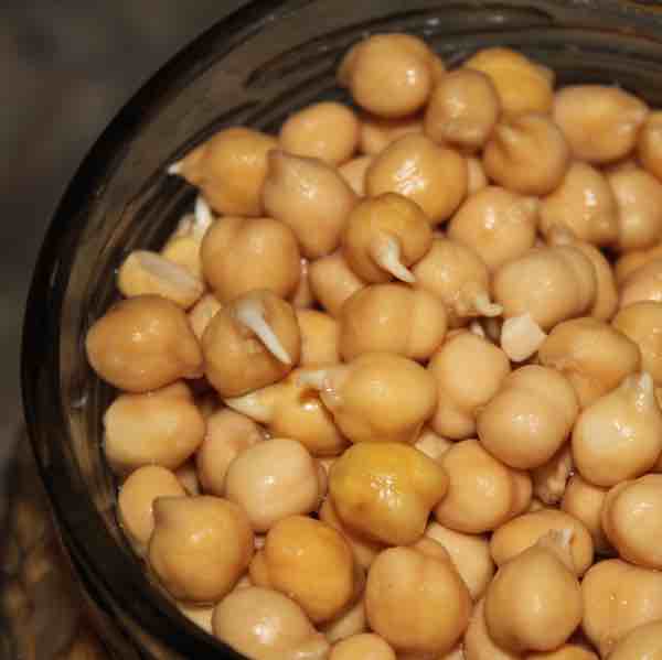 The first sprouts seen in chickpeas has plentiful pyridoxine. The first sprouts seen in chickpeas has plentiful pyridoxine.