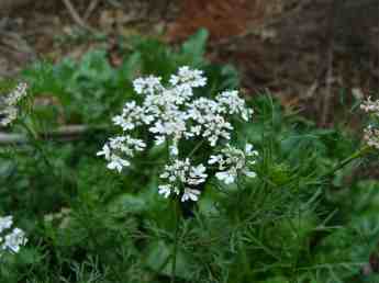 Growing coriander flowers from Bernie's garden Growing coriander flowers from Bernie's garden