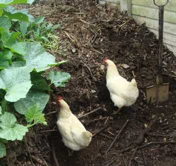 Hens in the compost heap where you can also see butternut growing.
