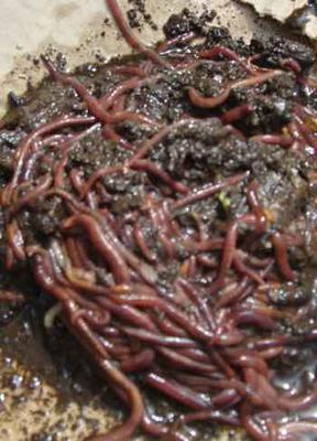 We feed them to our chickens.