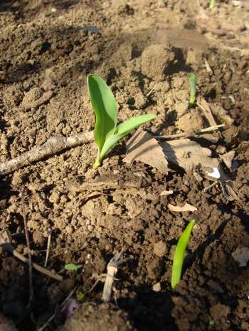 Corn seedlings just up. Corn seedlings just up.