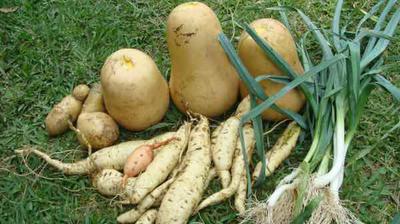 Makings of sweet potato and butternut soup; no sign of the weevils.