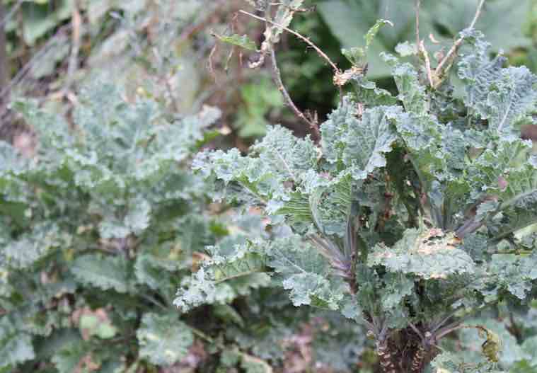 This five year old everlasting kale plant provides with greens every single day. This five year old everlasting kale plant provides with greens every single day.
