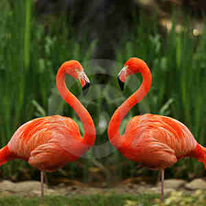 Full of faith flamingos stand with their heads held high on the lonely road. Full of faith flamingos stand with their heads held high on the lonely road.