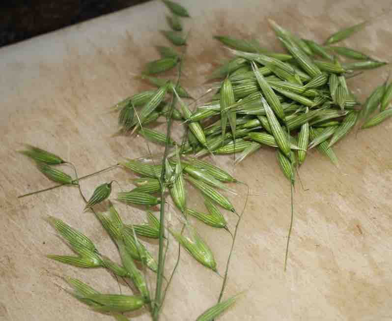 Green oats seeds. Green oats seeds.