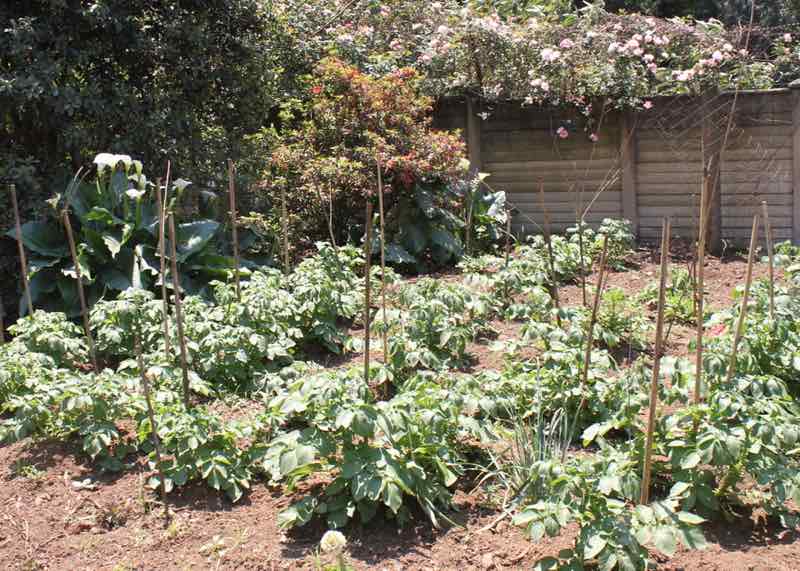 Grow your own potatoes Grow your own potatoes