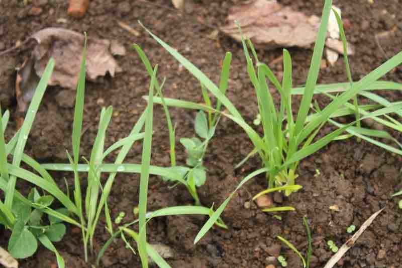 Growing milky oats with peas to provide nitrogen to the soil. Growing milky oats with peas to provide nitrogen to the soil.