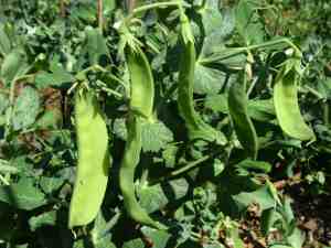 Growing peas is so simple in the winter garden. Growing peas is so simple in the winter garden.