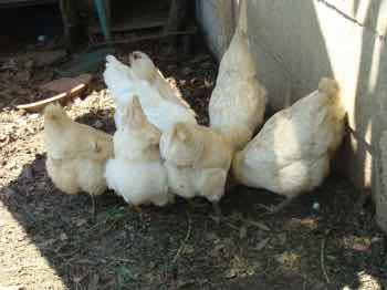 Hens corn wheat mash Hens corn wheat mash